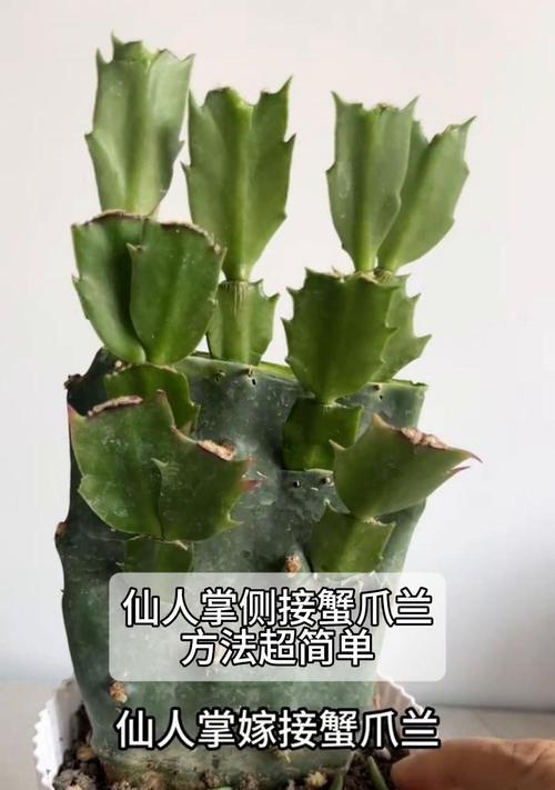 黑金刚之王仙人掌的种植方法是什么？