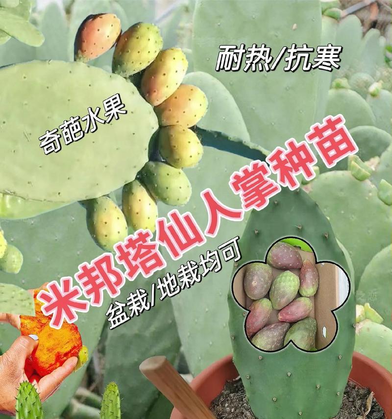 仙人掌圣利塔的种植步骤是什么？