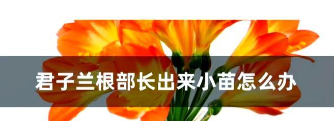 君子兰芽子无根是什么原因？如何促进根系生长？