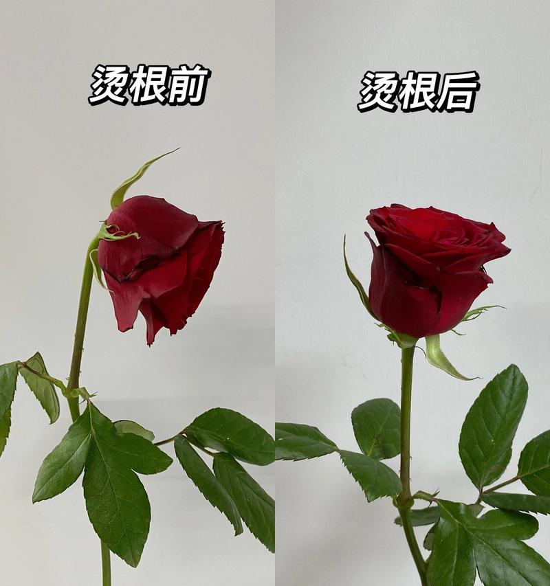 玫瑰花枯萎后为何还能开花？