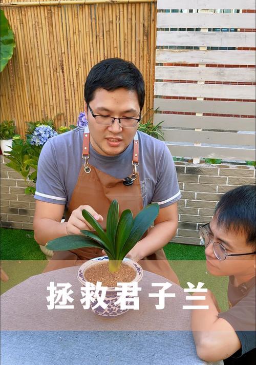 君子兰烂叶烂根的处理方法？