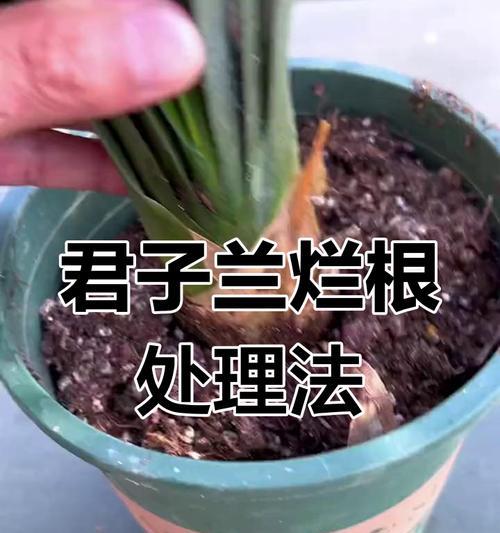 君子兰烂叶烂根的处理方法？