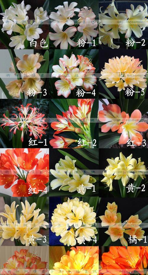 多肉与君子兰杂交的养护方法是什么？如何确保杂交成功？