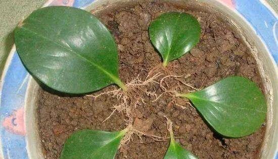 怎么拔仙人球叶子呢？拔叶子时应该注意哪些事项？