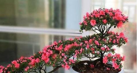 杜鹃牡丹花开花的秘诀是什么？