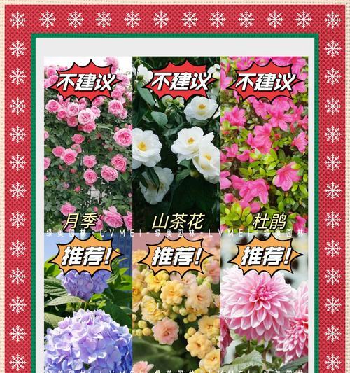 杜鹃牡丹花开花的秘诀是什么？