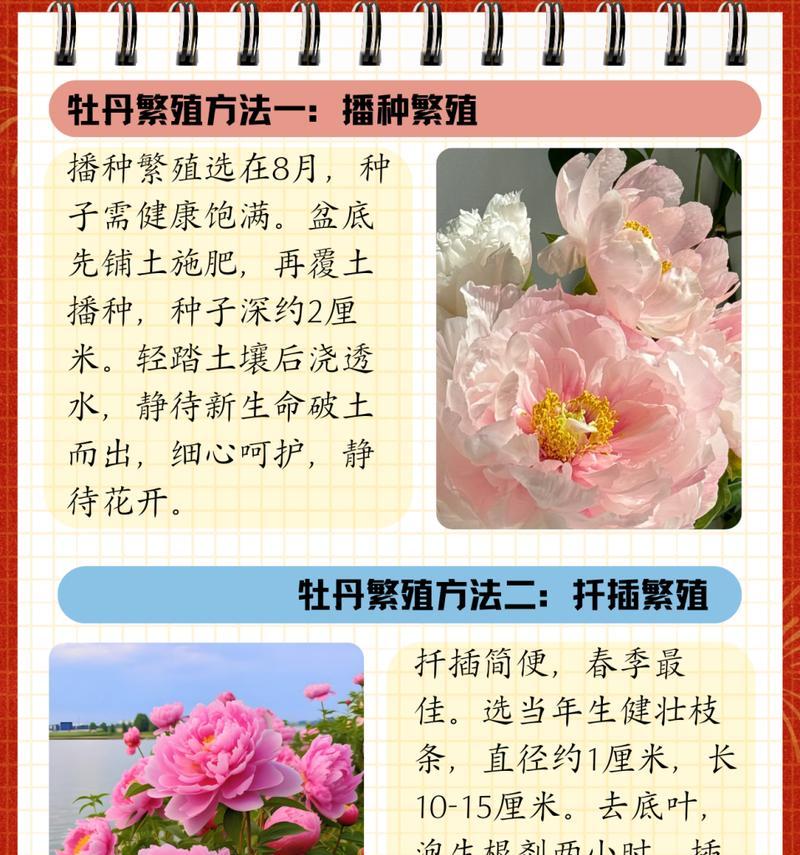 杜鹃牡丹花开花的秘诀是什么？