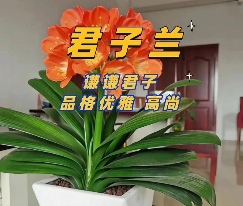 君子兰子盆栽的赠送技巧是什么？