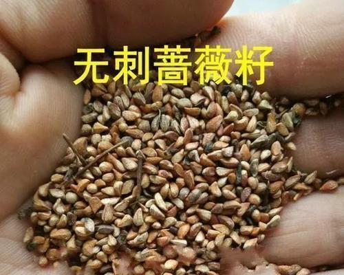 无刺大花玫瑰花的养护方法是什么？