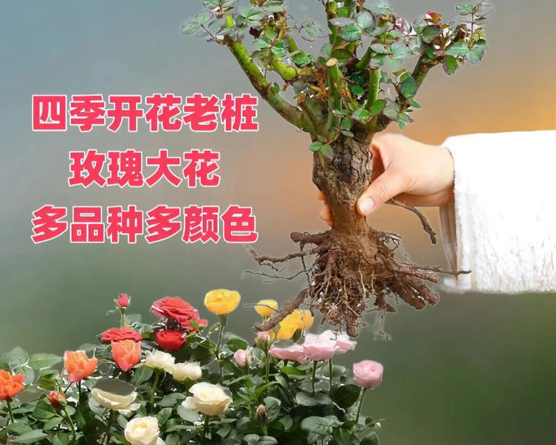 无刺大花玫瑰花的养护方法是什么？