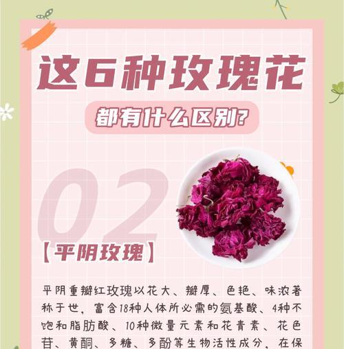 无刺大花玫瑰花的养护方法是什么？