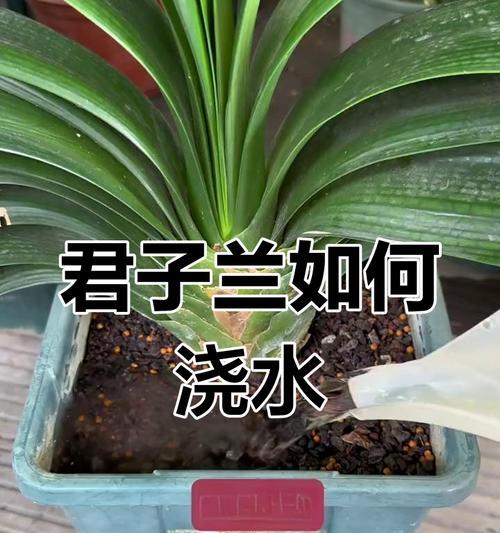 君子兰薄叶片的养护和浇水技巧是什么？