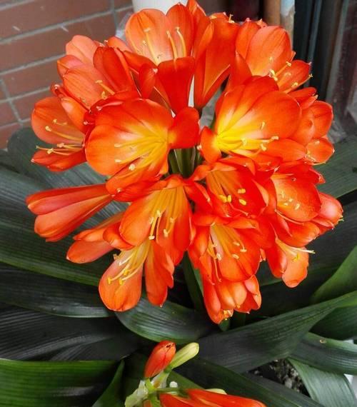 君子兰几叶能开花？正确的养护方法是什么？