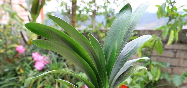 君子兰几叶能开花？正确的养护方法是什么？