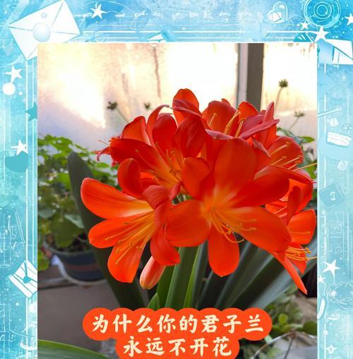 君子兰几叶能开花？正确的养护方法是什么？