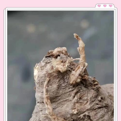 仙人球缺木如何正确养护？