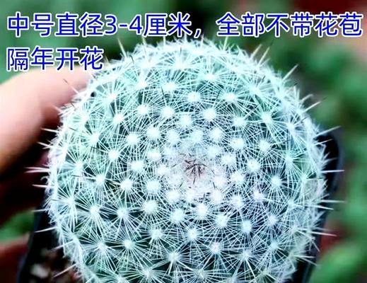 仙人球缺木如何正确养护？
