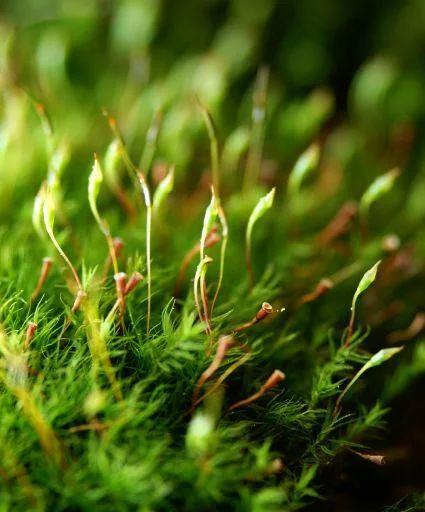 小青菜牡丹花的种植方法是什么？有哪些步骤？