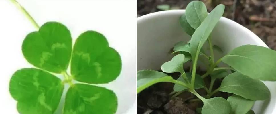 小青菜牡丹花的种植方法是什么？有哪些步骤？