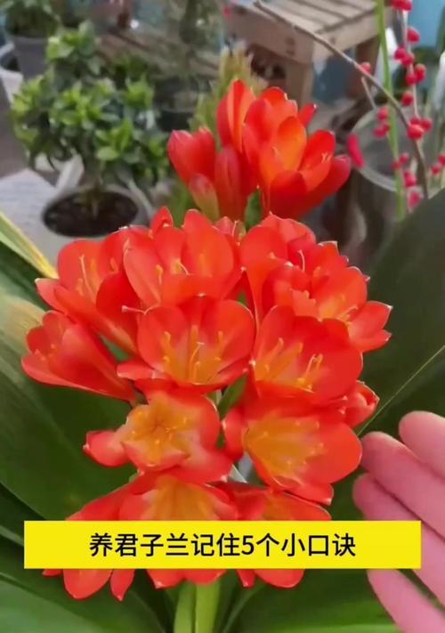 君子兰孕蕾后需要多久才能开花？如何照顾孕蕾期的君子兰？