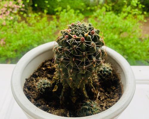 家庭绿植仙人掌的养护技巧？如何在家中养好仙人掌？
