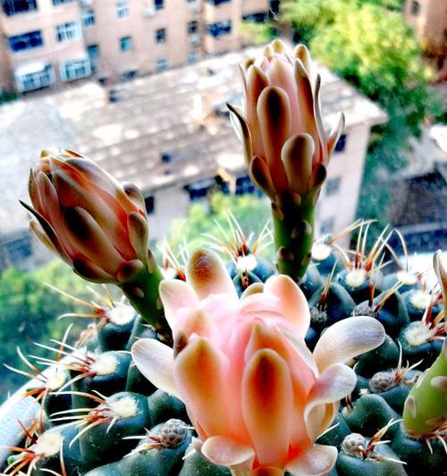 绯花仙人球的养护技巧是什么？