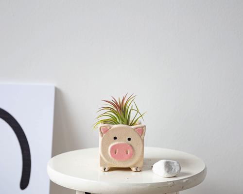 小菠萝仙人掌的养殖方法是什么？需要注意哪些问题？