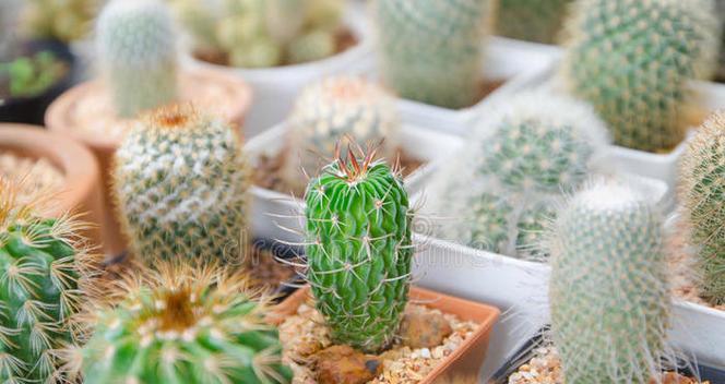 花盆大仙人掌种植需要注意什么？