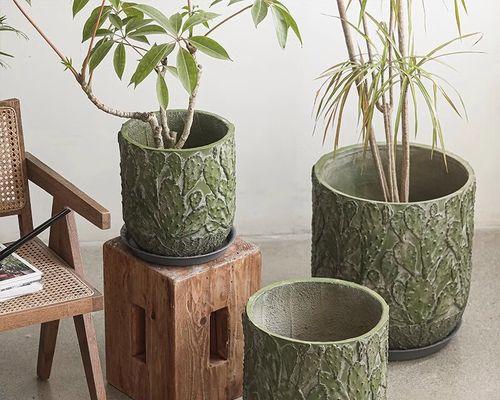 花盆大仙人掌种植需要注意什么？