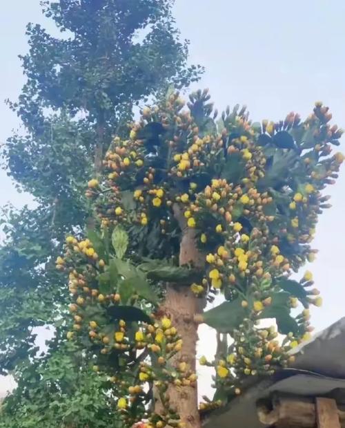 花盆大仙人掌种植需要注意什么？