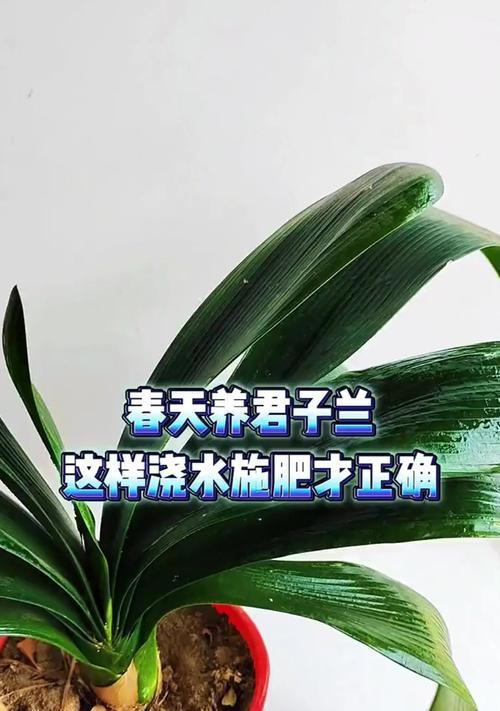 君子兰的养护与浇水施肥技巧是什么？