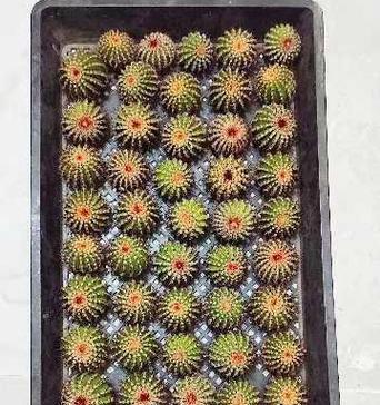 仙人球侧芽生根后是什么样子？如何判断侧芽是否成功生根？