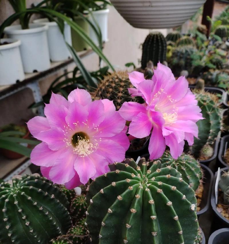 仙人球侧芽生根后是什么样子？如何判断侧芽是否成功生根？