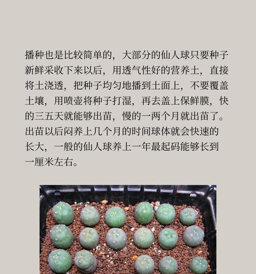 仙人球侧芽生根后是什么样子？如何判断侧芽是否成功生根？