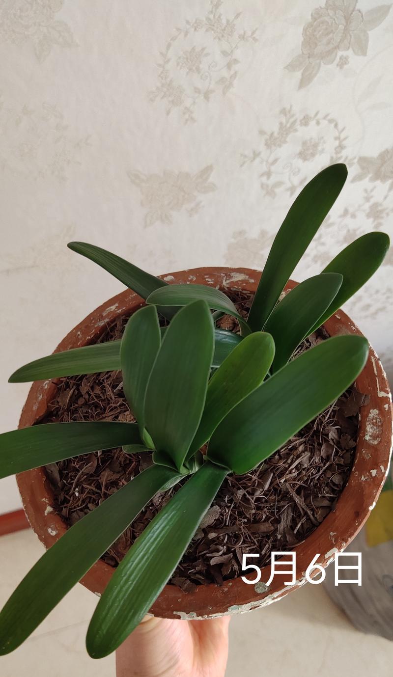 尖叶黄花君子兰的养护方法是什么？