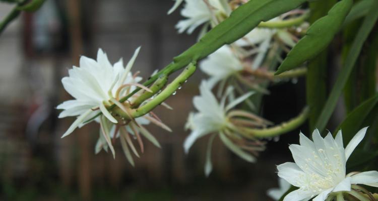 如何促进仙人掌开花结果？有哪些有效方法？