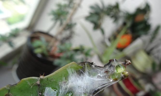 玫瑰花为何经常长虫？玫瑰花长虫的常见原因是什么？
