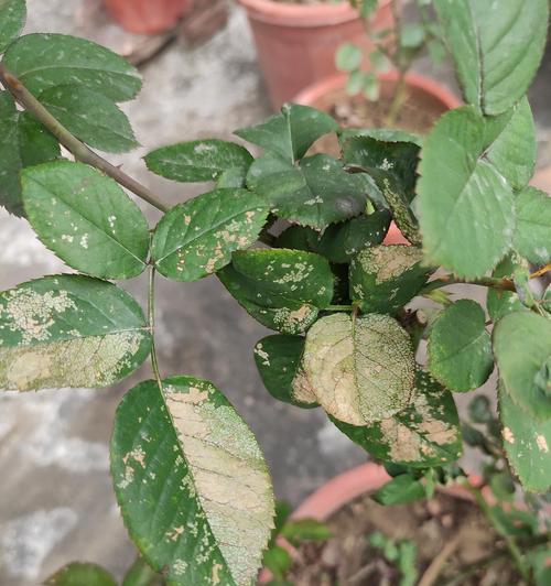 玫瑰花为何经常长虫？玫瑰花长虫的常见原因是什么？