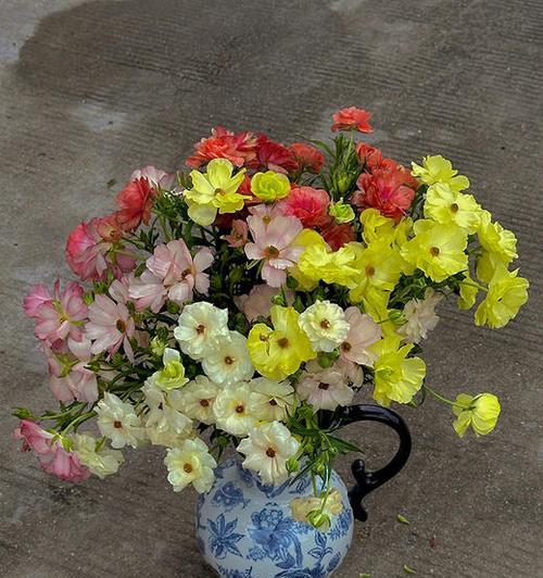 蝴蝶牡丹花鲜花的养护技巧有哪些？