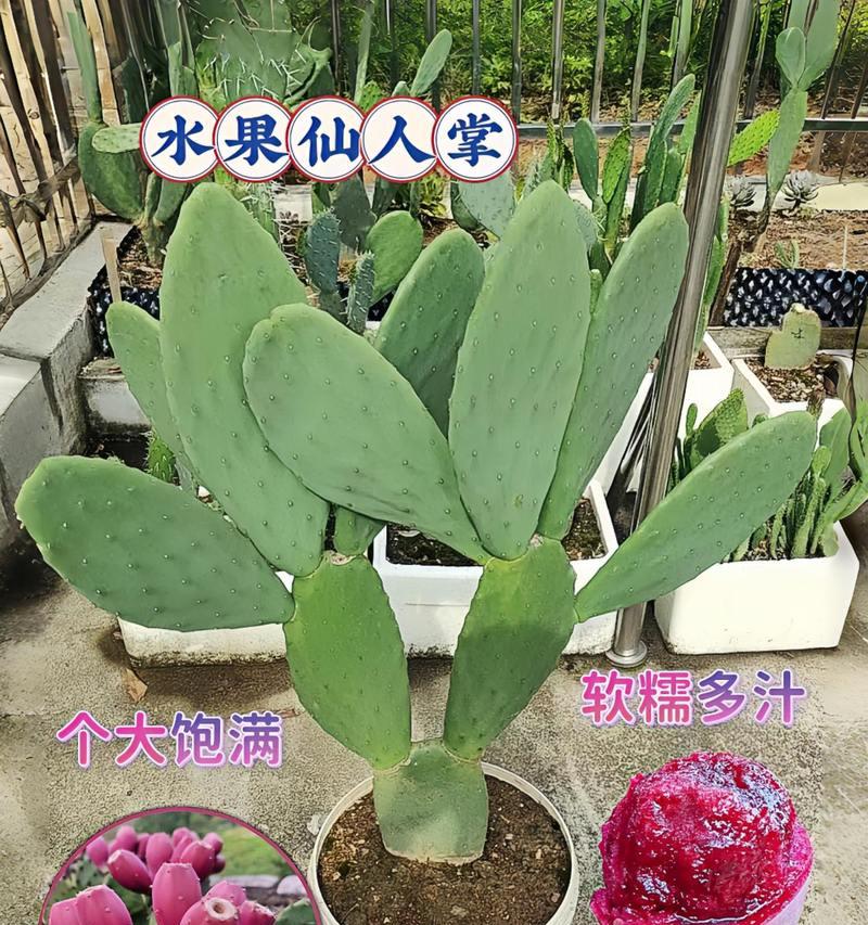 仙人掌老桩耐寒吗？耐寒后如何进行养护？