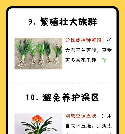 君子兰多年不开花的原因是什么？