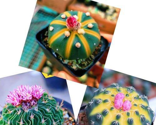 牡丹仙人球花盆怎么选？选择合适的花盆对仙人球生长有何影响？