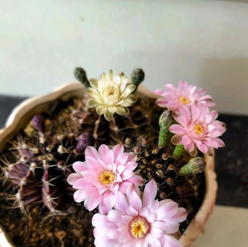 牡丹仙人球花盆怎么选？选择合适的花盆对仙人球生长有何影响？