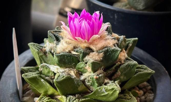 牡丹仙人球花盆怎么选？选择合适的花盆对仙人球生长有何影响？