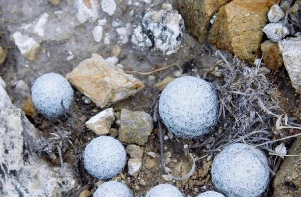 白雪仙人球的养殖方法有哪些？怎样才能养得好？