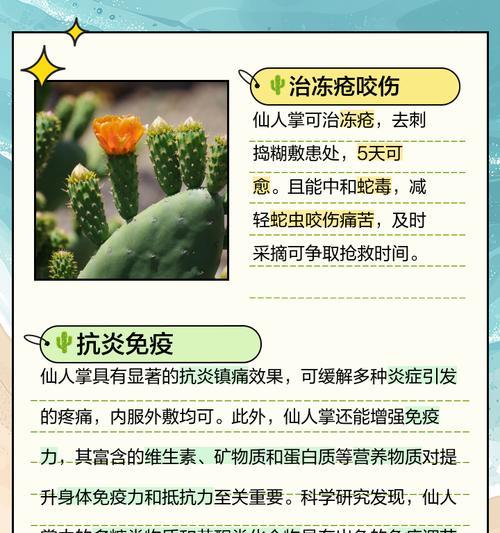 仙人掌如何快速生长且保持美观？有哪些秘诀？