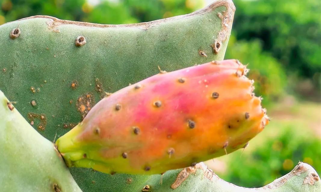 如何促进仙人掌多开花结果？仙人掌开花结果的条件是什么？