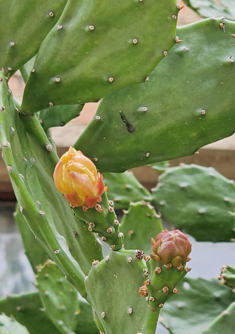 如何促进仙人掌多开花结果？仙人掌开花结果的条件是什么？
