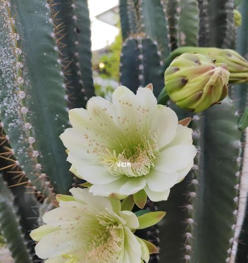 如何促进仙人掌多开花结果？仙人掌开花结果的条件是什么？