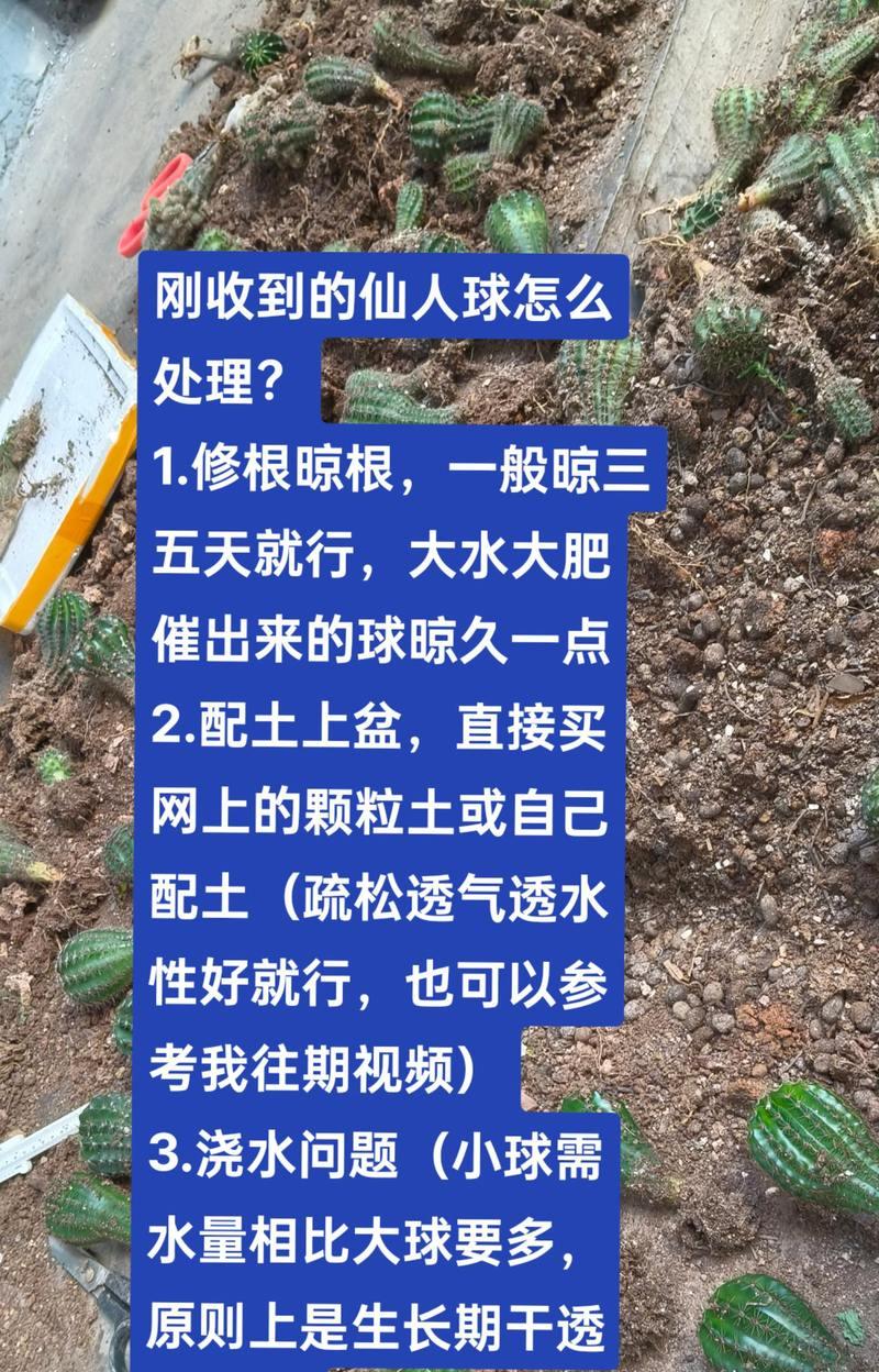 如何照顾仙人球新生的小球？